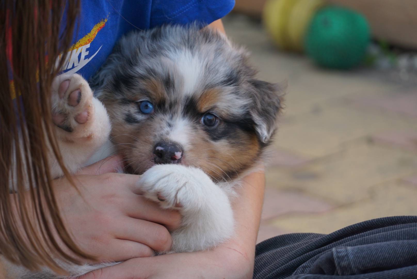 chiot berger australien