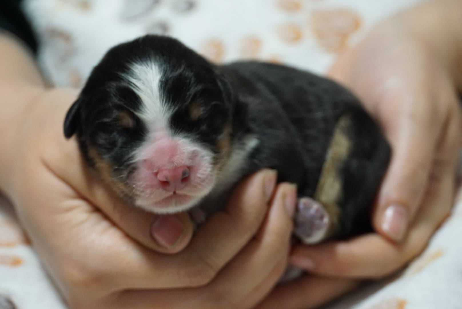 chiots berger australien