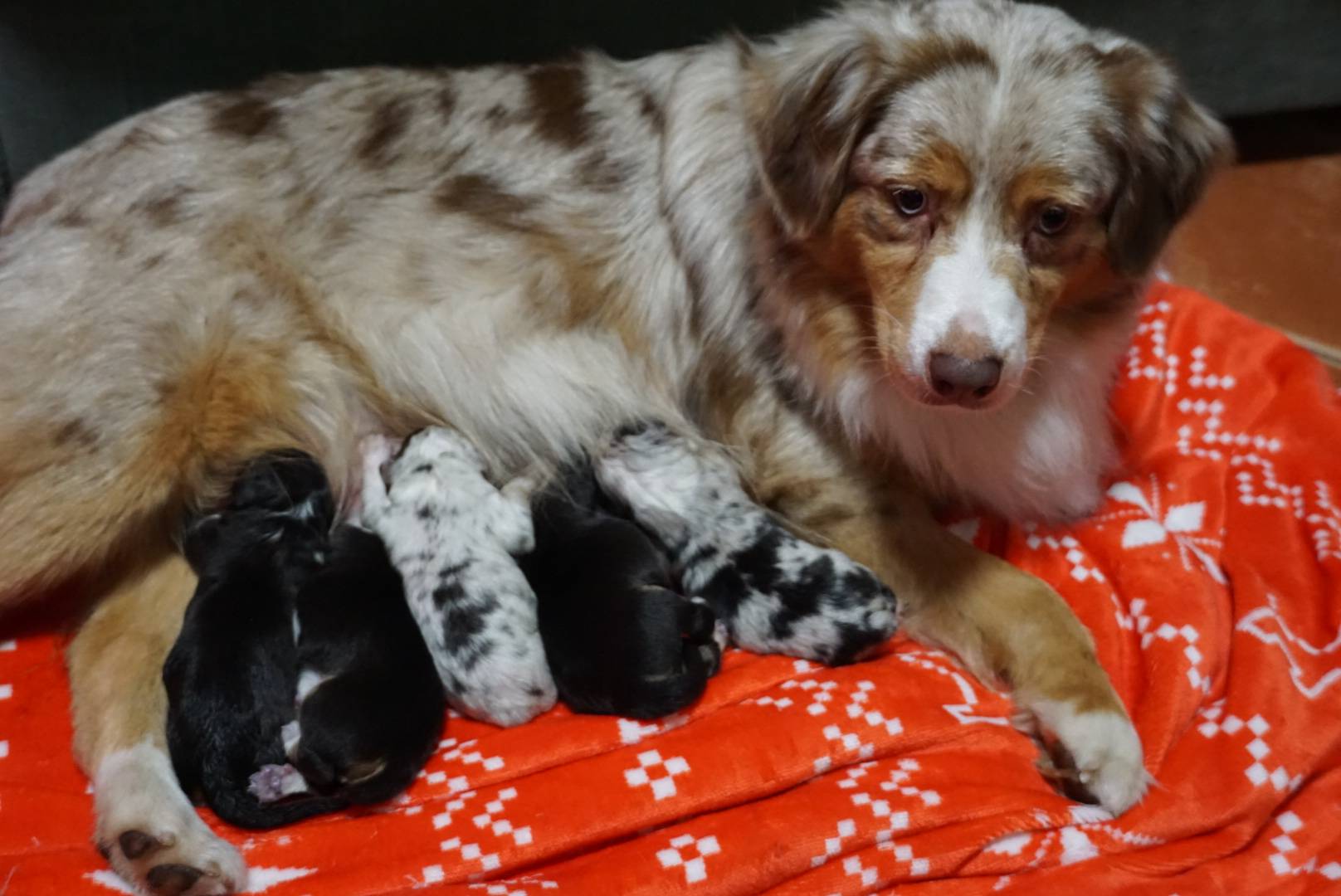 chiot berger australien