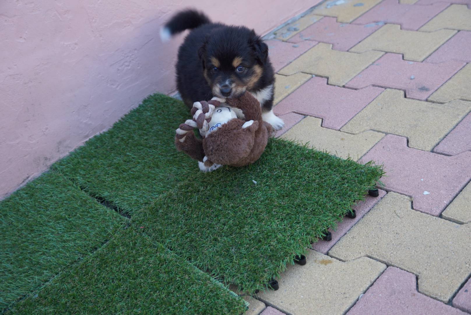 1000016979 chiots berger australien