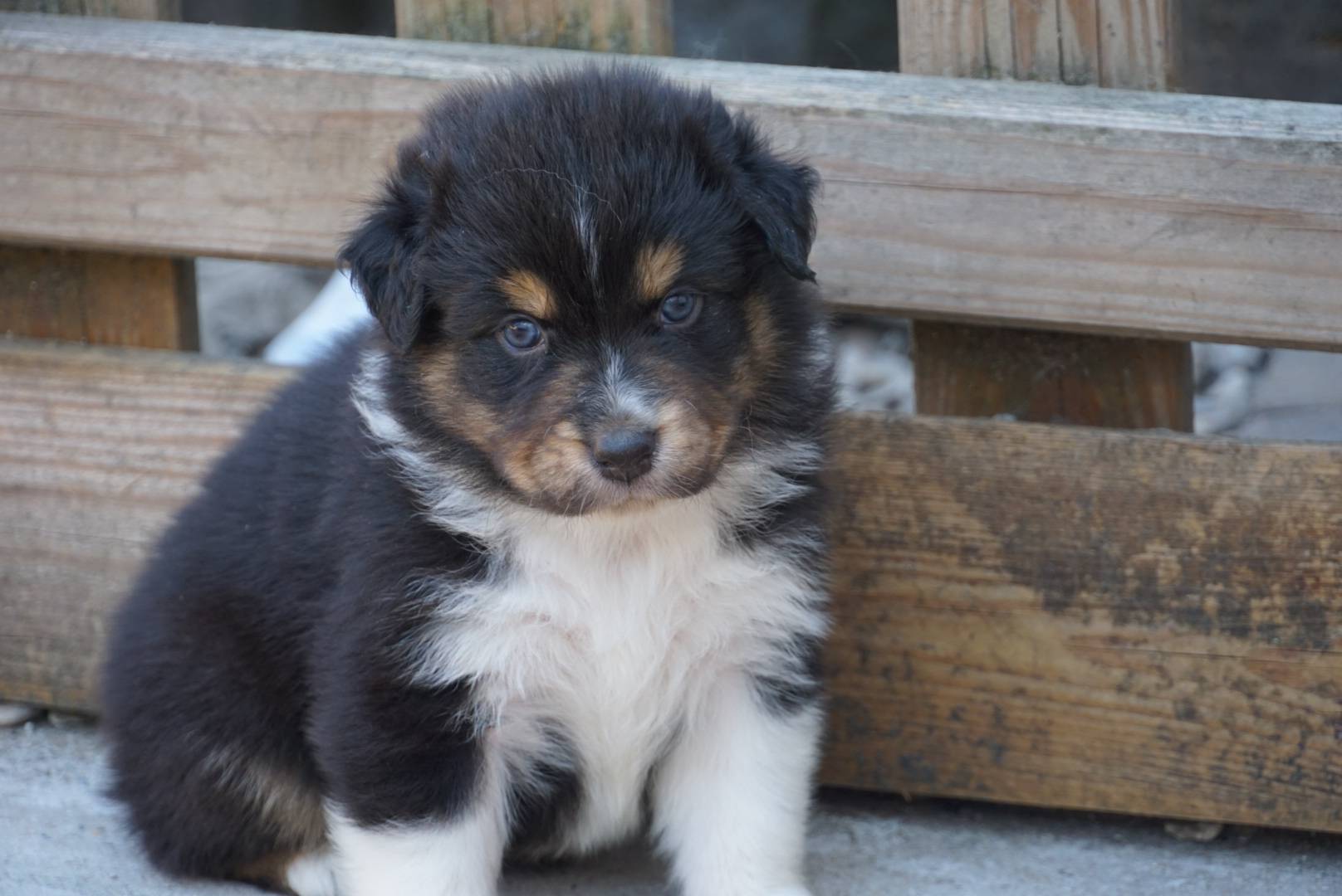1000017009 chiot berger australien
