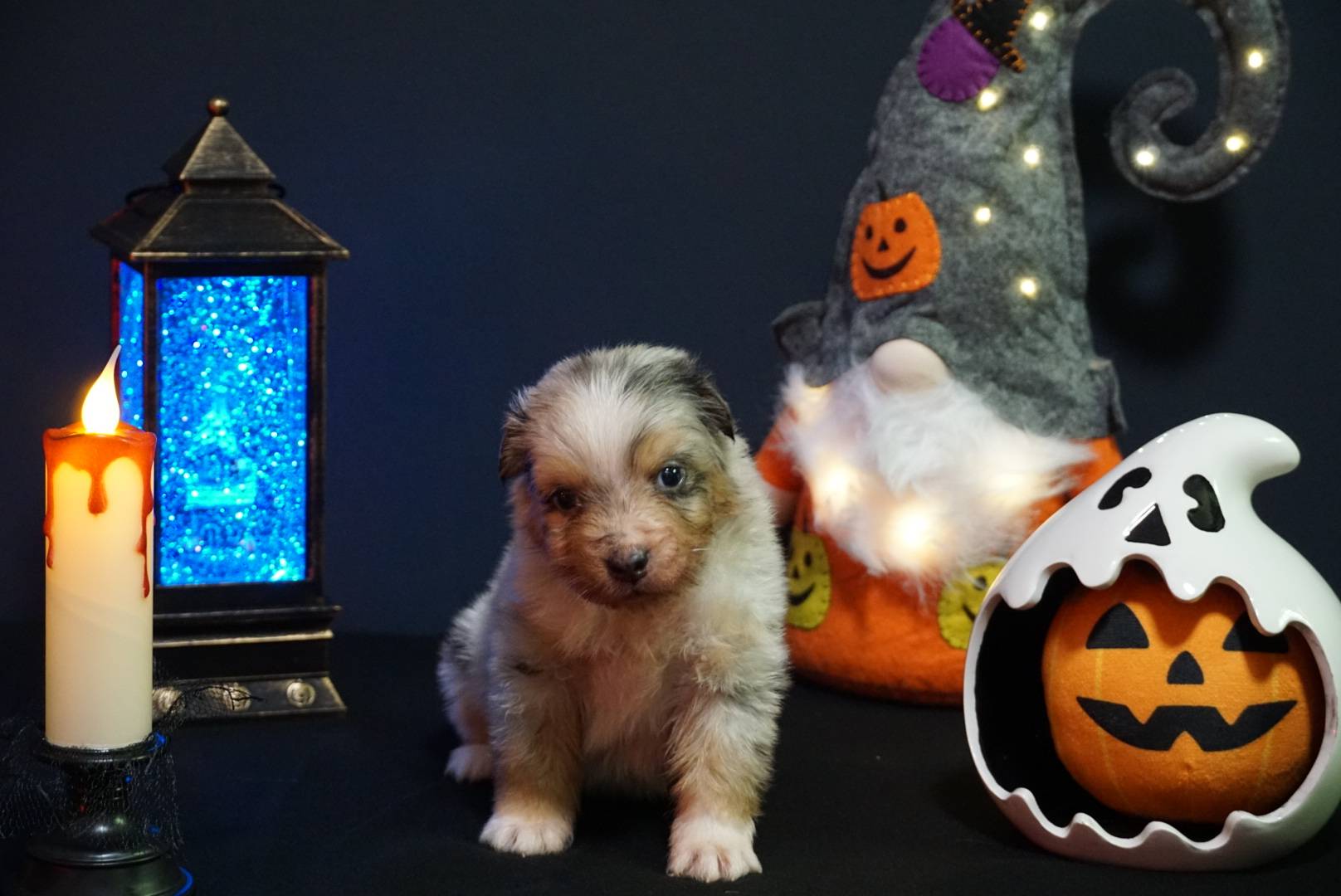 chiot berger australien