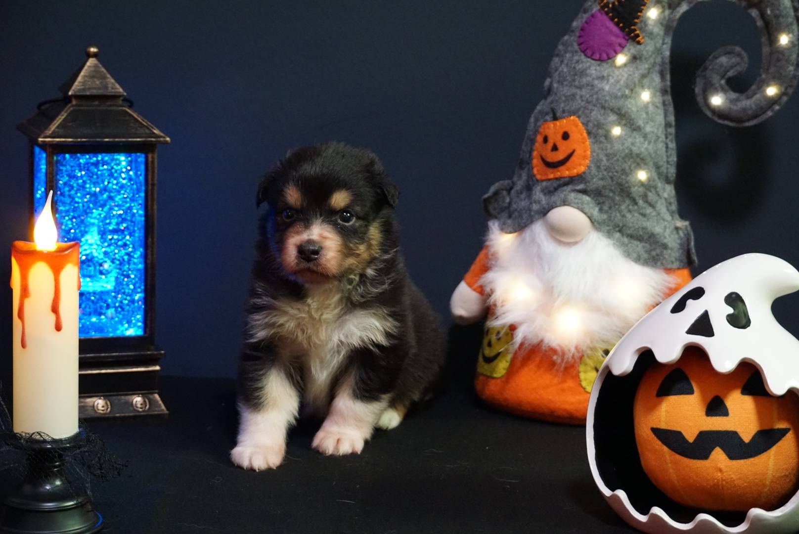 chiots berger australien